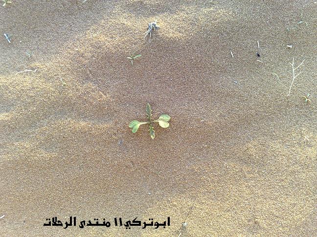 نقره لعرض الصورة في صفحة مستقلة