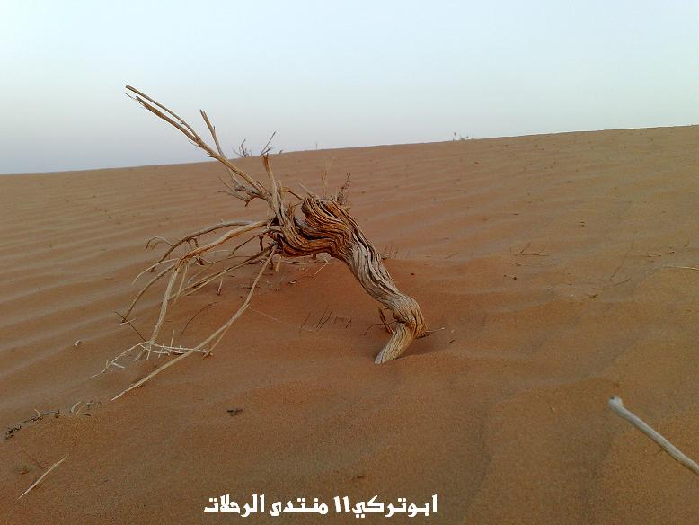 نقره لعرض الصورة في صفحة مستقلة