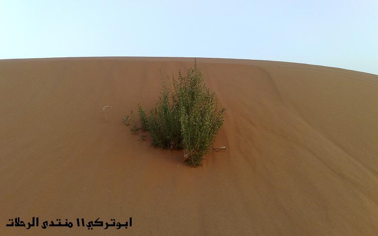 نقره لعرض الصورة في صفحة مستقلة